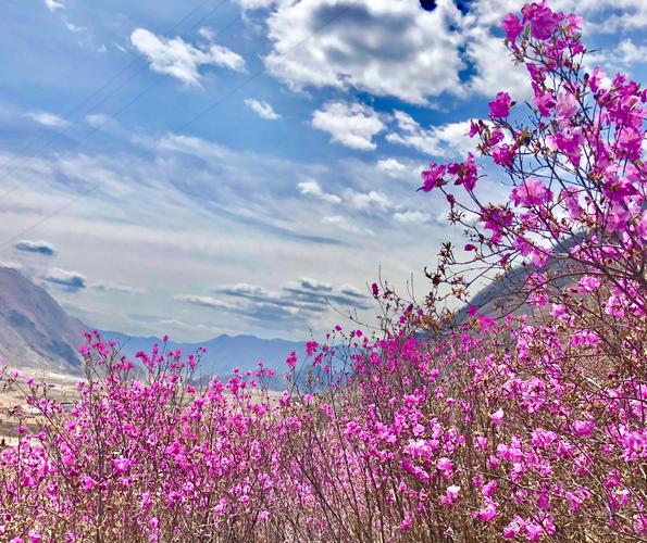 集安映山红什么时候开?集安的温度是多少-图3 集安映山红什么时候开?集安的温度是多少-图3