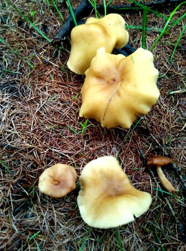 蔚县采摘蘑菇最佳时间?蔚县气温多少度-图3 蔚县采摘蘑菇最佳时间?蔚县气温多少度-图3