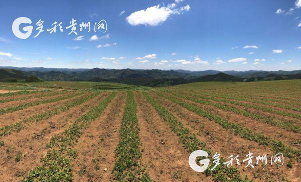 赫章有多少人口?双坪到可乐多少公里-图1 赫章有多少人口?双坪到可乐多少公里-图1