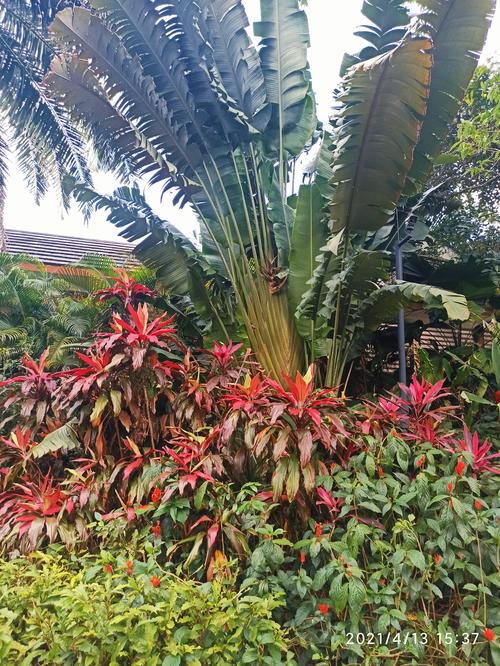 兴隆热带植物园、热带花园啊哪个好?兴隆热带植物园多少度-图2 兴隆热带植物园、热带花园啊哪个好?兴隆热带植物园多少度-图2