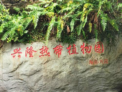 兴隆热带植物园、热带花园啊哪个好?兴隆热带植物园多少度-图3 兴隆热带植物园、热带花园啊哪个好?兴隆热带植物园多少度-图3