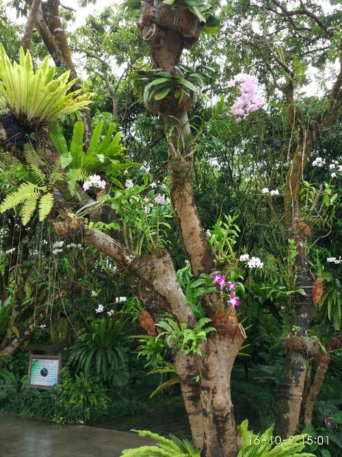 兴隆热带植物园、热带花园啊哪个好?兴隆热带植物园多少度-图1 兴隆热带植物园、热带花园啊哪个好?兴隆热带植物园多少度-图1