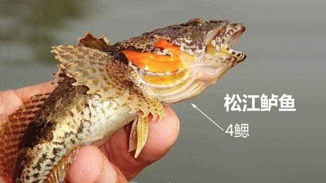松江鲈适合水温?明天上海松江多少度-图3 松江鲈适合水温?明天上海松江多少度-图3