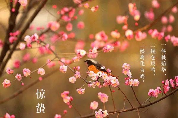 惊蛰时节的天气变化?惊蛰时候的气温多少-图2 惊蛰时节的天气变化?惊蛰时候的气温多少-图2