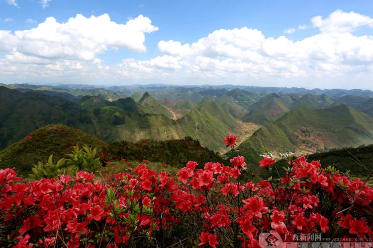 隆林蛇场映山红什么时候开?蛇场乡到隆林多少公里-图1 隆林蛇场映山红什么时候开?蛇场乡到隆林多少公里-图1