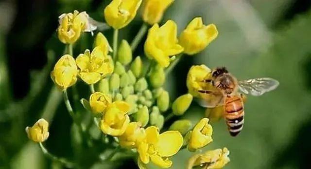 2021年河南意蜂春繁时间?4月河南气温多少度-图3 2021年河南意蜂春繁时间?4月河南气温多少度-图3