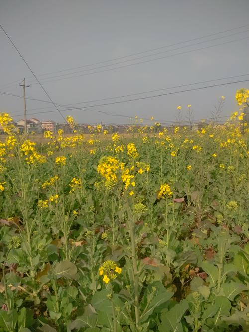 江苏二月份栽油菜可以吗?二月江苏一般多少度气温-图3 江苏二月份栽油菜可以吗?二月江苏一般多少度气温-图3
