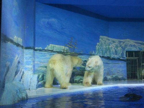 武汉极地海洋公园冰雪王国很冷吗?哈尔滨极地馆温度多少-图3 武汉极地海洋公园冰雪王国很冷吗?哈尔滨极地馆温度多少-图3