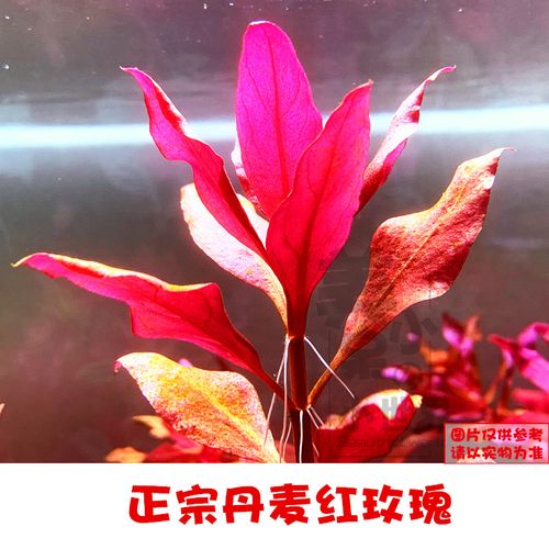 丹麦红玫瑰适合的水温?丹麦温度多少钱-图1 丹麦红玫瑰适合的水温?丹麦温度多少钱-图1