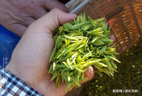 安吉白茶理条的温度?浙江安吉温度多少现在-图3 安吉白茶理条的温度?浙江安吉温度多少现在-图3
