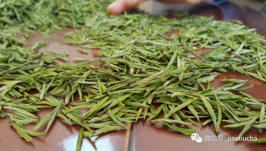 安吉白茶理条的温度?浙江安吉温度多少现在-图2 安吉白茶理条的温度?浙江安吉温度多少现在-图2
