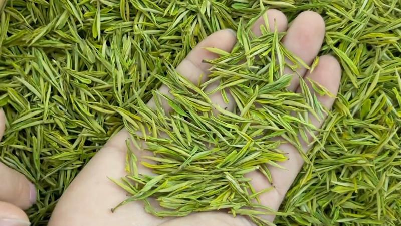 安吉白茶理条的温度?浙江安吉温度多少现在-图1 安吉白茶理条的温度?浙江安吉温度多少现在-图1
