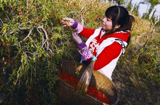 安徽可以种植枸杞吗?安徽阜南的气温是多少-图2 安徽可以种植枸杞吗?安徽阜南的气温是多少-图2