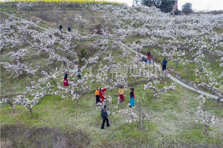 隆昌市天峰山梨花开了吗?隆昌的天气今天多少度-图1 隆昌市天峰山梨花开了吗?隆昌的天气今天多少度-图1