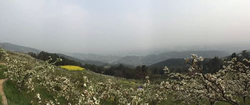 隆昌市天峰山梨花开了吗?隆昌的天气今天多少度-图2 隆昌市天峰山梨花开了吗?隆昌的天气今天多少度-图2