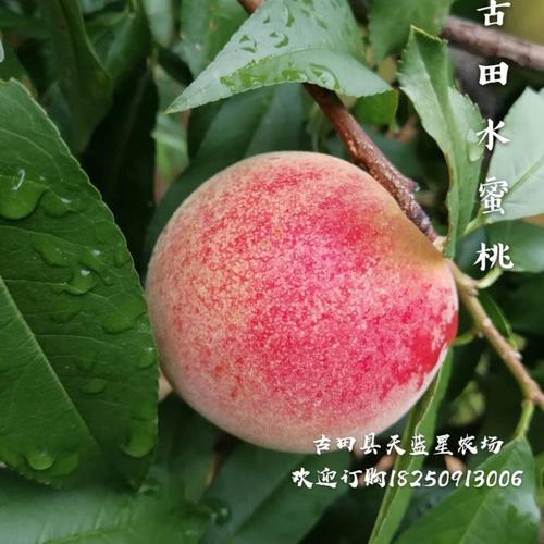 古田桃怎么保存?古田现在多少度-图1 古田桃怎么保存?古田现在多少度-图1