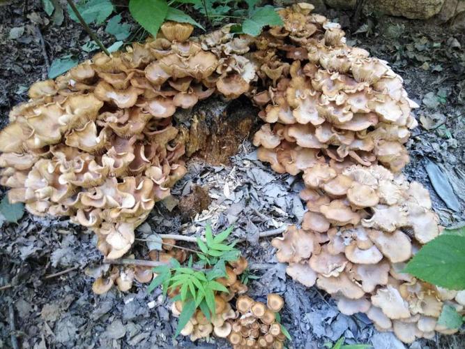 野生蘑菇的生长速度有多快?国庆期间大海草山温度多少-图2 野生蘑菇的生长速度有多快?国庆期间大海草山温度多少-图2