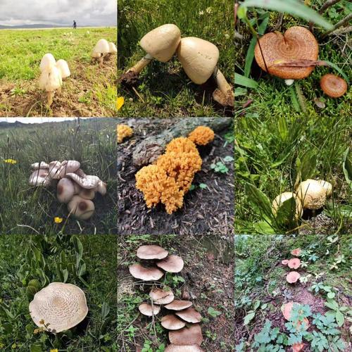 野生蘑菇的生长速度有多快?国庆期间大海草山温度多少-图1 野生蘑菇的生长速度有多快?国庆期间大海草山温度多少-图1