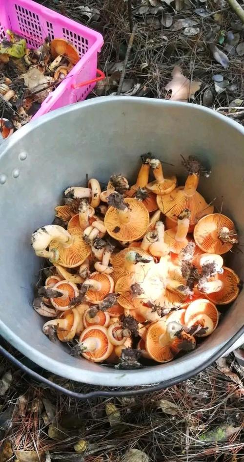 野生蘑菇的生长速度有多快?国庆期间大海草山温度多少-图3 野生蘑菇的生长速度有多快?国庆期间大海草山温度多少-图3