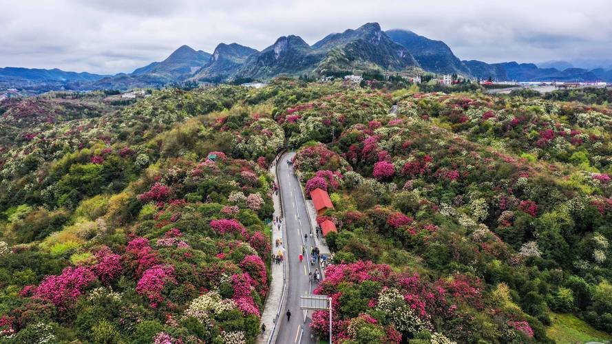 贵州百里杜鹃花什么时候开想去看?贵州百里杜鹃风景区现在气温多少度-图3 贵州百里杜鹃花什么时候开想去看?贵州百里杜鹃风景区现在气温多少度-图3