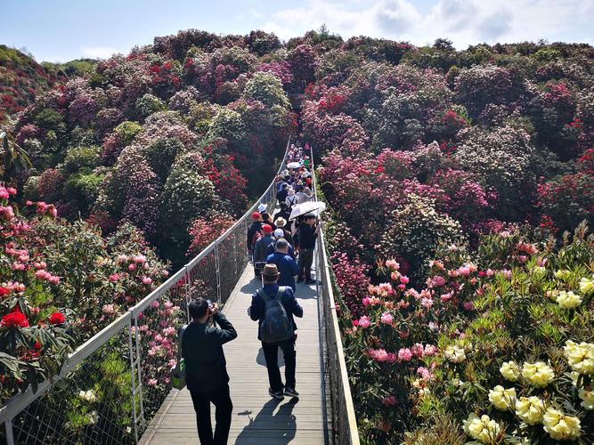 贵州百里杜鹃花什么时候开想去看?贵州百里杜鹃风景区现在气温多少度-图1 贵州百里杜鹃花什么时候开想去看?贵州百里杜鹃风景区现在气温多少度-图1
