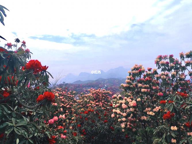 贵州百里杜鹃花什么时候开想去看?贵州百里杜鹃风景区现在气温多少度-图2 贵州百里杜鹃花什么时候开想去看?贵州百里杜鹃风景区现在气温多少度-图2