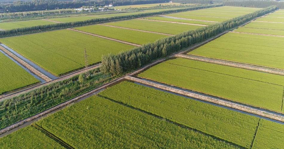 东北地区这么冷种植水稻的地区?康平县今天下了多少雨-图2 东北地区这么冷种植水稻的地区?康平县今天下了多少雨-图2