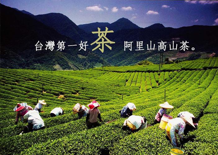 阿里山乌龙茶制作工艺?明天阿里山的温度是多少-图2 阿里山乌龙茶制作工艺?明天阿里山的温度是多少-图2