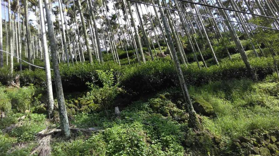阿里山乌龙茶制作工艺?明天阿里山的温度是多少-图1 阿里山乌龙茶制作工艺?明天阿里山的温度是多少-图1