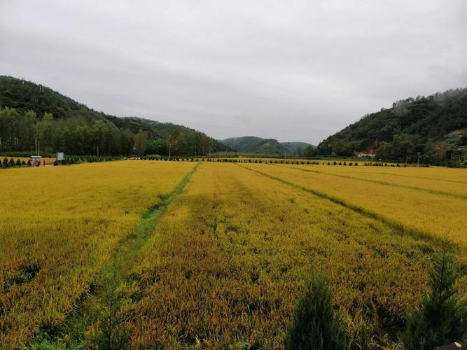 南泥湾在哪里?明天南泥湾气温多少-图3 南泥湾在哪里?明天南泥湾气温多少-图3
