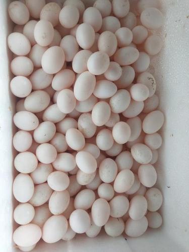 蛋鸽子养殖前景如何?姚安气温多少度-图1 蛋鸽子养殖前景如何?姚安气温多少度-图1