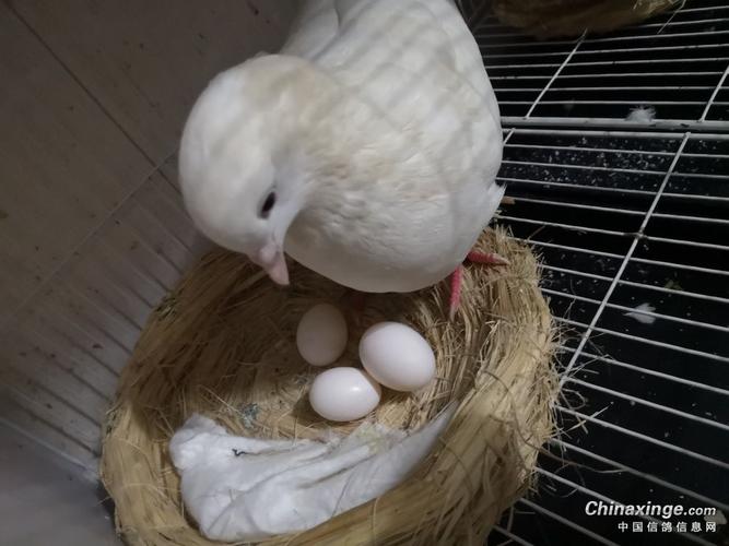 蛋鸽子养殖前景如何?姚安气温多少度-图3 蛋鸽子养殖前景如何?姚安气温多少度-图3