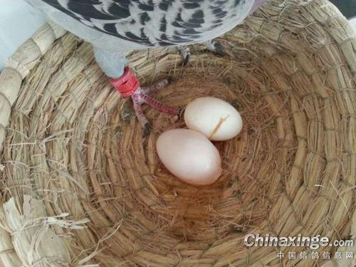 蛋鸽子养殖前景如何?姚安气温多少度-图2 蛋鸽子养殖前景如何?姚安气温多少度-图2