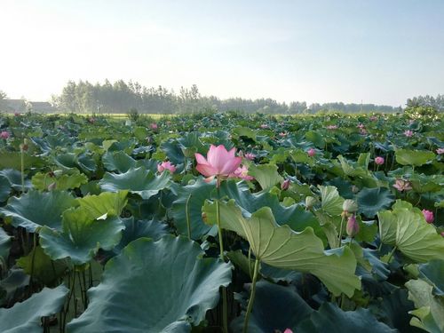 荆州公安县十大旅游景点排名榜?公安南平到荆州多少公里-图3 荆州公安县十大旅游景点排名榜?公安南平到荆州多少公里-图3