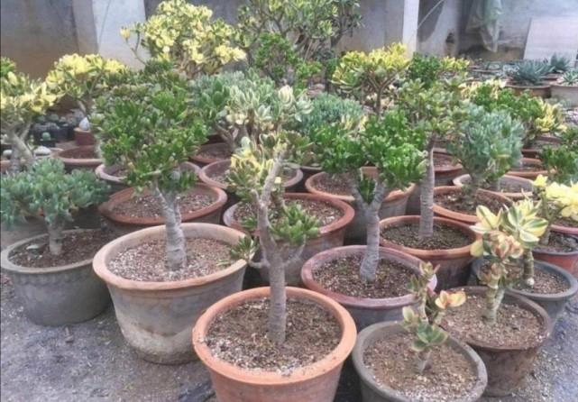 济南冬天可以种植的盆景有哪些?济南气温零度以下多少天-图2 济南冬天可以种植的盆景有哪些?济南气温零度以下多少天-图2