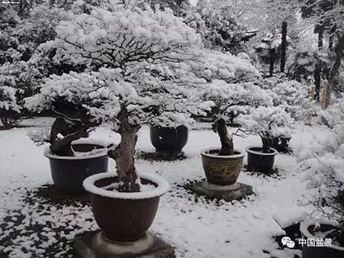 济南冬天可以种植的盆景有哪些?济南气温零度以下多少天-图1 济南冬天可以种植的盆景有哪些?济南气温零度以下多少天-图1