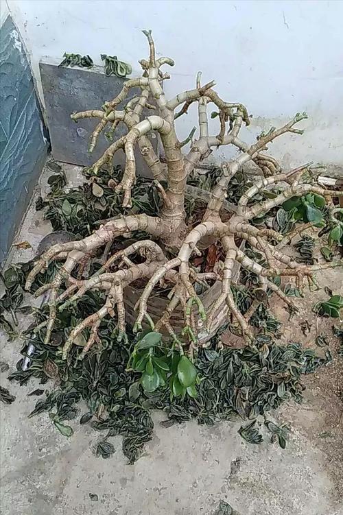 济南冬天可以种植的盆景有哪些?济南气温零度以下多少天-图3 济南冬天可以种植的盆景有哪些?济南气温零度以下多少天-图3