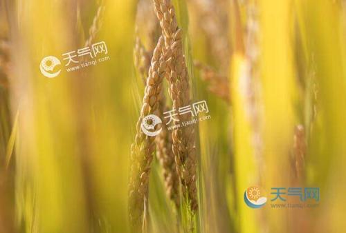 2021年芒种的温度?6月5日天气多少度-图1 2021年芒种的温度?6月5日天气多少度-图1