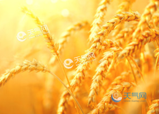 2021年芒种的温度?6月5日天气多少度-图2 2021年芒种的温度?6月5日天气多少度-图2