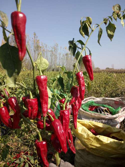 兖州红辣椒种植技术?兖州今天夜里湿度有多少-图3 兖州红辣椒种植技术?兖州今天夜里湿度有多少-图3