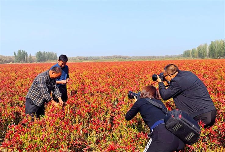 兖州红辣椒种植技术?兖州今天夜里湿度有多少-图2 兖州红辣椒种植技术?兖州今天夜里湿度有多少-图2