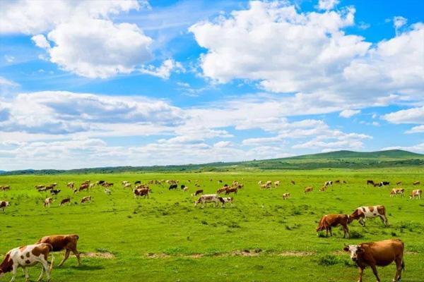 张家口夏天气温最低的地方？张北草原现在温度多少-图1