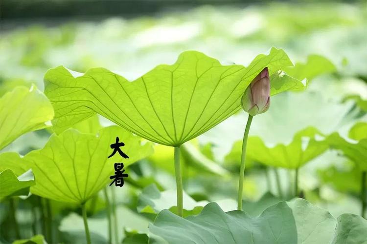 小暑到大暑多少天?大暑天气多少天-图2 小暑到大暑多少天?大暑天气多少天-图2