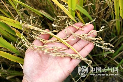 920赤霉素在什么天气水稻抽穗打?水稻多少温度算寒露风天气-图1 920赤霉素在什么天气水稻抽穗打?水稻多少温度算寒露风天气-图1