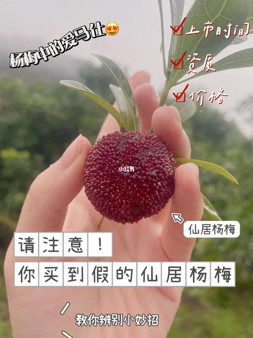 仙居杨梅吃不完怎么保存?仙居的空气湿度是多少-图3 仙居杨梅吃不完怎么保存?仙居的空气湿度是多少-图3