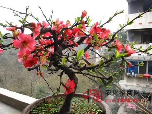 沂水海棠的养殖方法?山东沂水气温多少度-图3 沂水海棠的养殖方法?山东沂水气温多少度-图3