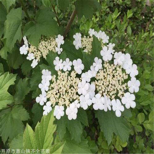 天目琼花耐寒多少度?十月东天目山顶的温度多少-图2 天目琼花耐寒多少度?十月东天目山顶的温度多少-图2