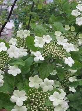 天目琼花耐寒多少度?十月东天目山顶的温度多少-图3 天目琼花耐寒多少度?十月东天目山顶的温度多少-图3