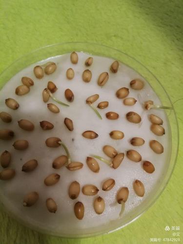 小麦出芽率试验怎么做?小麦出芽需多少时温-图3 小麦出芽率试验怎么做?小麦出芽需多少时温-图3
