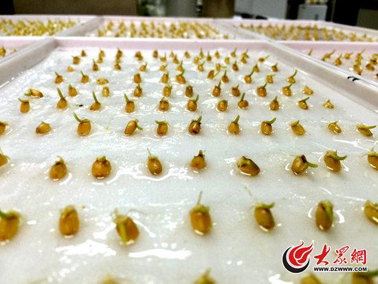 小麦出芽率试验怎么做?小麦出芽需多少时温-图1 小麦出芽率试验怎么做?小麦出芽需多少时温-图1